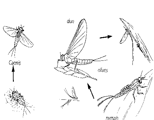 Major Classification of Flies - Gwent Angling Society