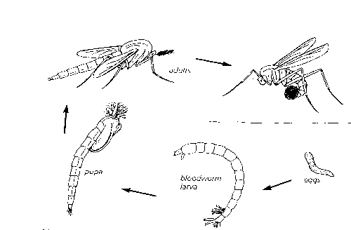 Major Classification of Flies - Gwent Angling Society