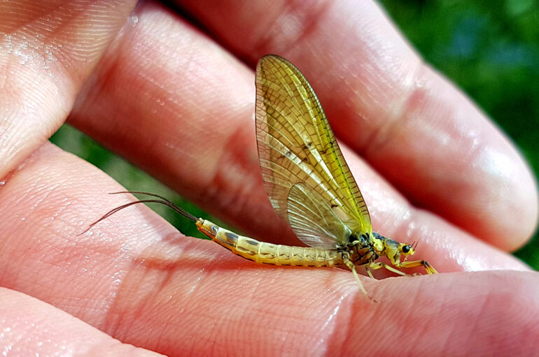 Key Invertebrate Species for the Usk and Wye Catchments