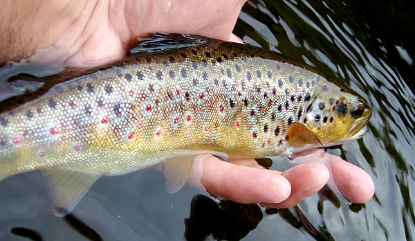 TROUT FISHING Small Streams 