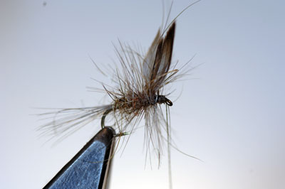 Gold-Ribbed Hare’s Ear Dry Fly
