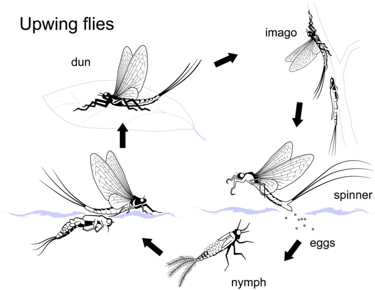 How to Choose the Correct Fly – Part 1 – Upwings (Ephemeroptera)