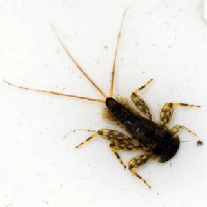 Spring Invertebrates from the River Usk