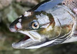 National Resources Wales – Ulcerative Dermal Necrosis and Other Skin Conditions of Wild Salmonids