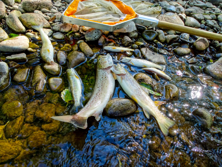 WalesOnline – The River That Keeps Being Devastated by Major Pollution Spills and the People Trying to Bring it Back to Life Each Time