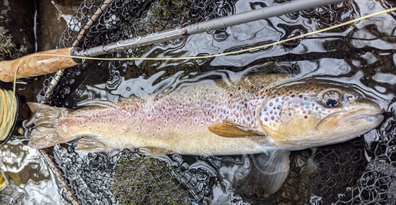 5 Tips for Small Stream Fly Fishing Success