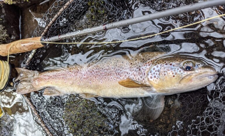 5 Tips for Small Stream Fly Fishing Success