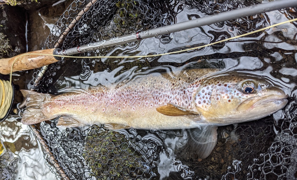Fly Fishing for Small Stream Brown Trout