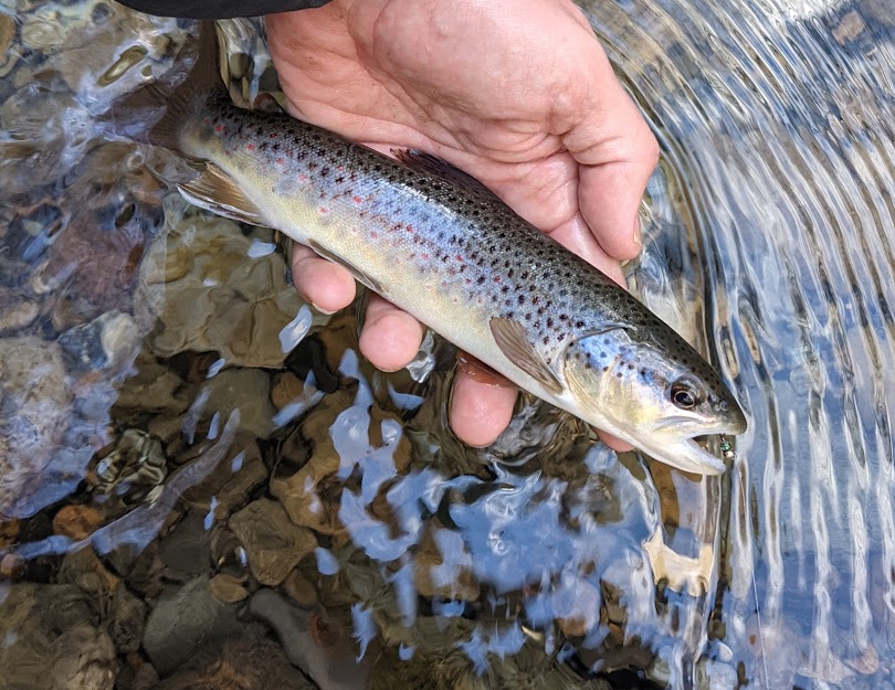 small stream trout