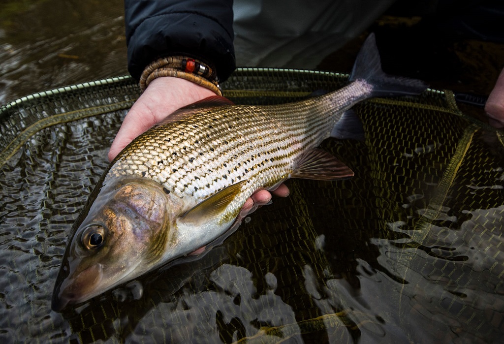 grayling good handling