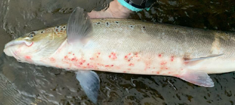 NRW Briefing Note – Salmon Red Skin Disease