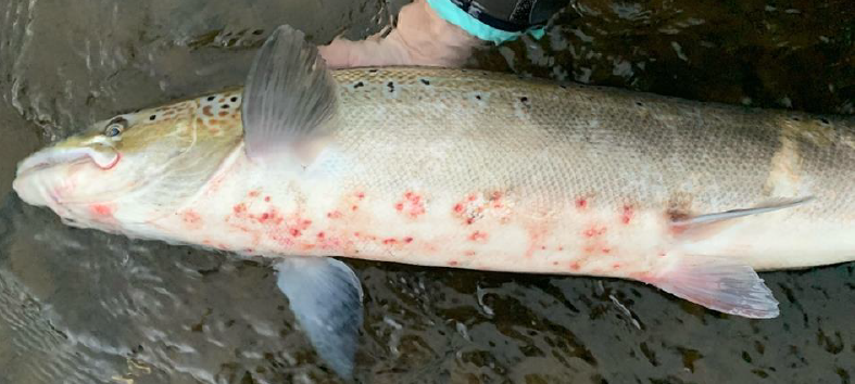 NRW Briefing Note – Salmon Red Skin Disease